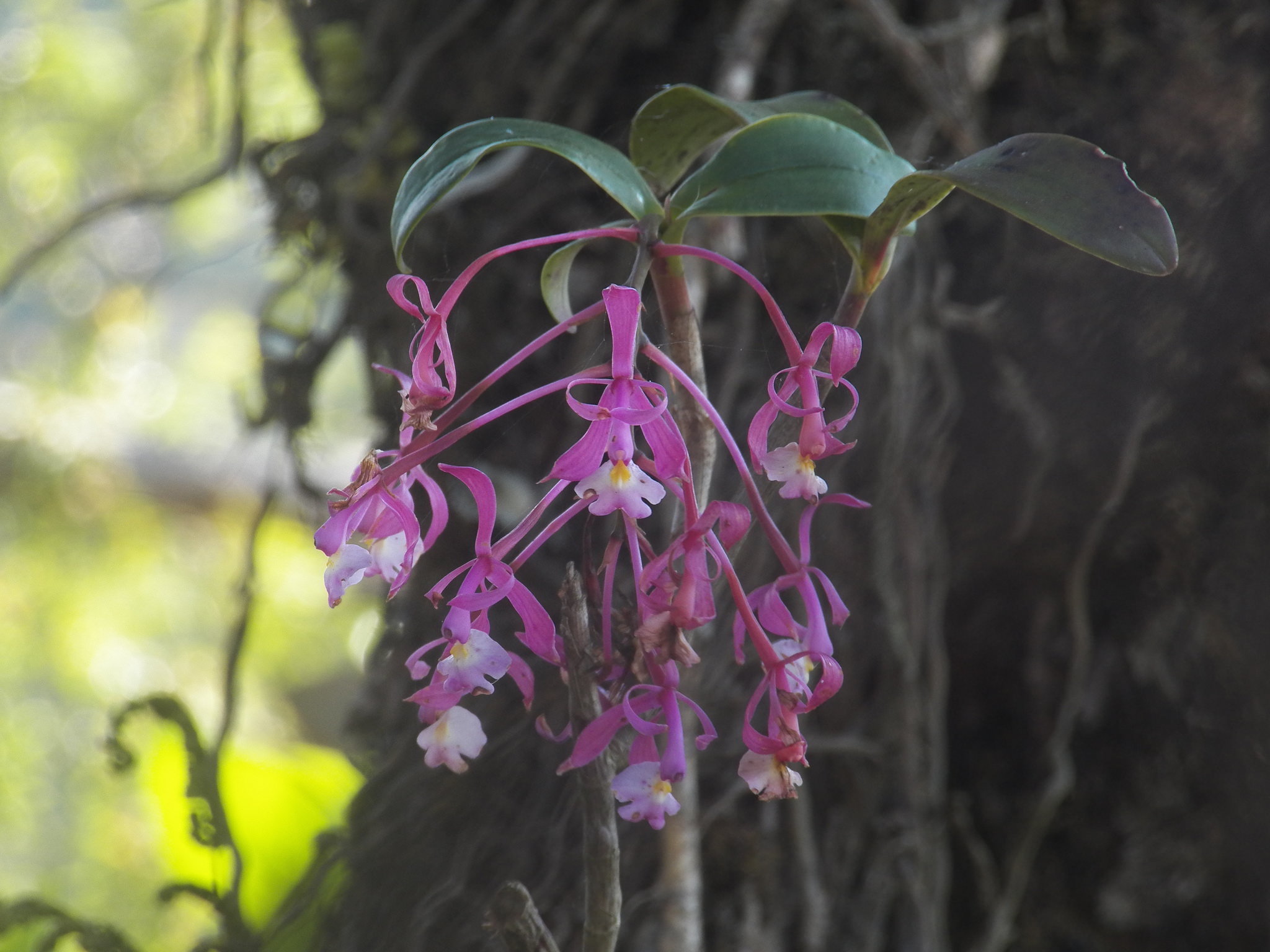 Epidendrum magnificum